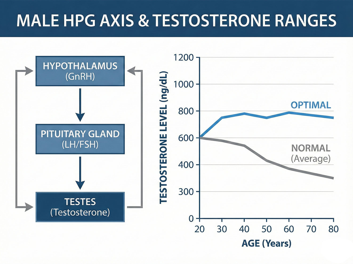 Graph of the "Optimal vs. Normal" testosterone ranges.