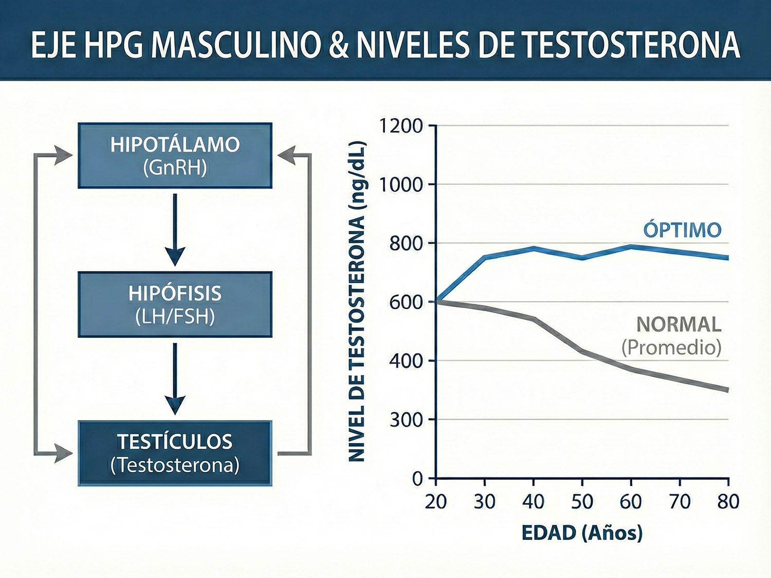 Gráfico de los rangos de testosterona «Óptimo vs. Normal».