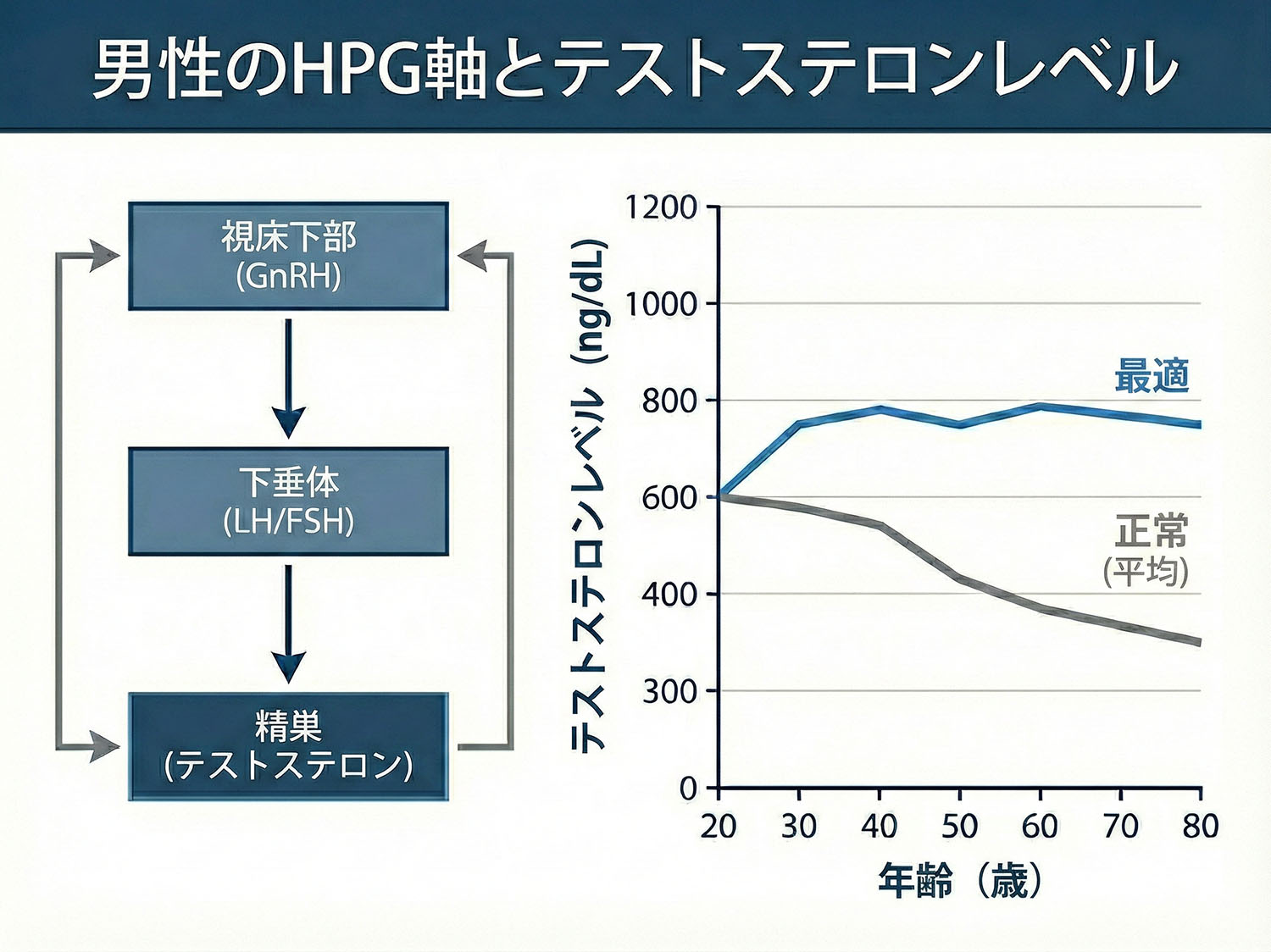 「最適 vs. 正常」テストステロン範囲のグラフ。