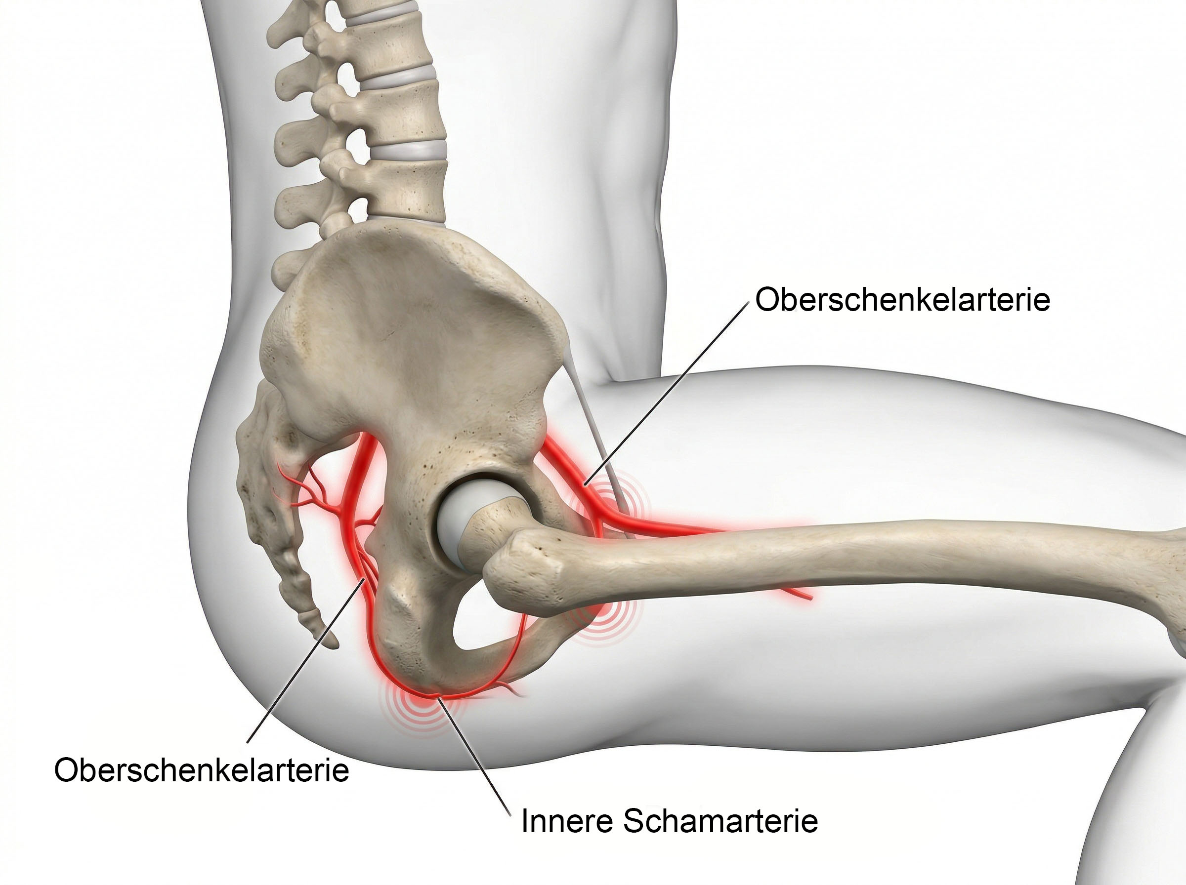 Diagramm, das zeigt, wie langes Sitzen die Beckenblutgefäße komprimiert und die Zirkulation zu den männlichen Genitalien reduziert