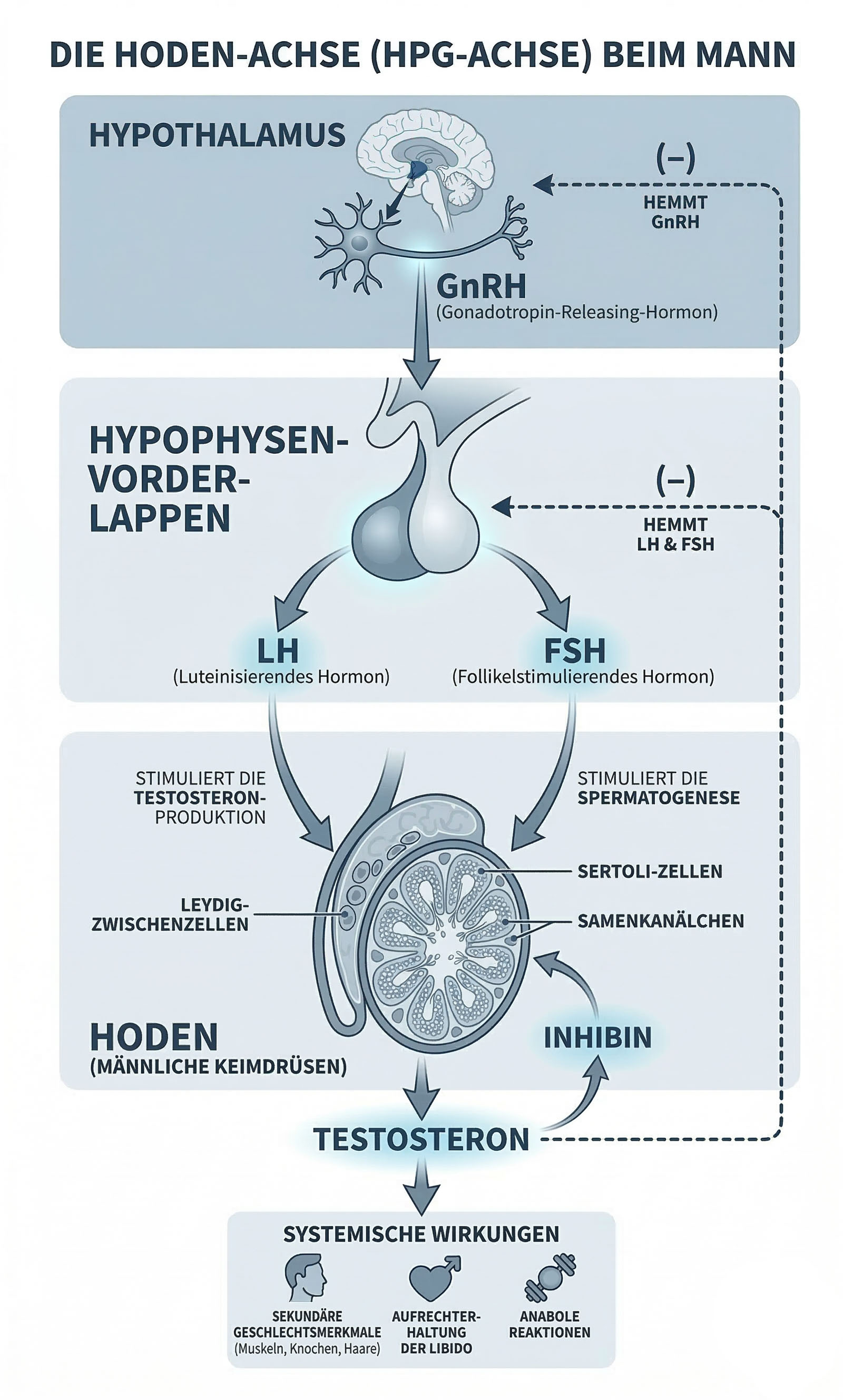Infografik HPG-Achse Hypothalamus Hypophyse Hoden Hormonkaskade.