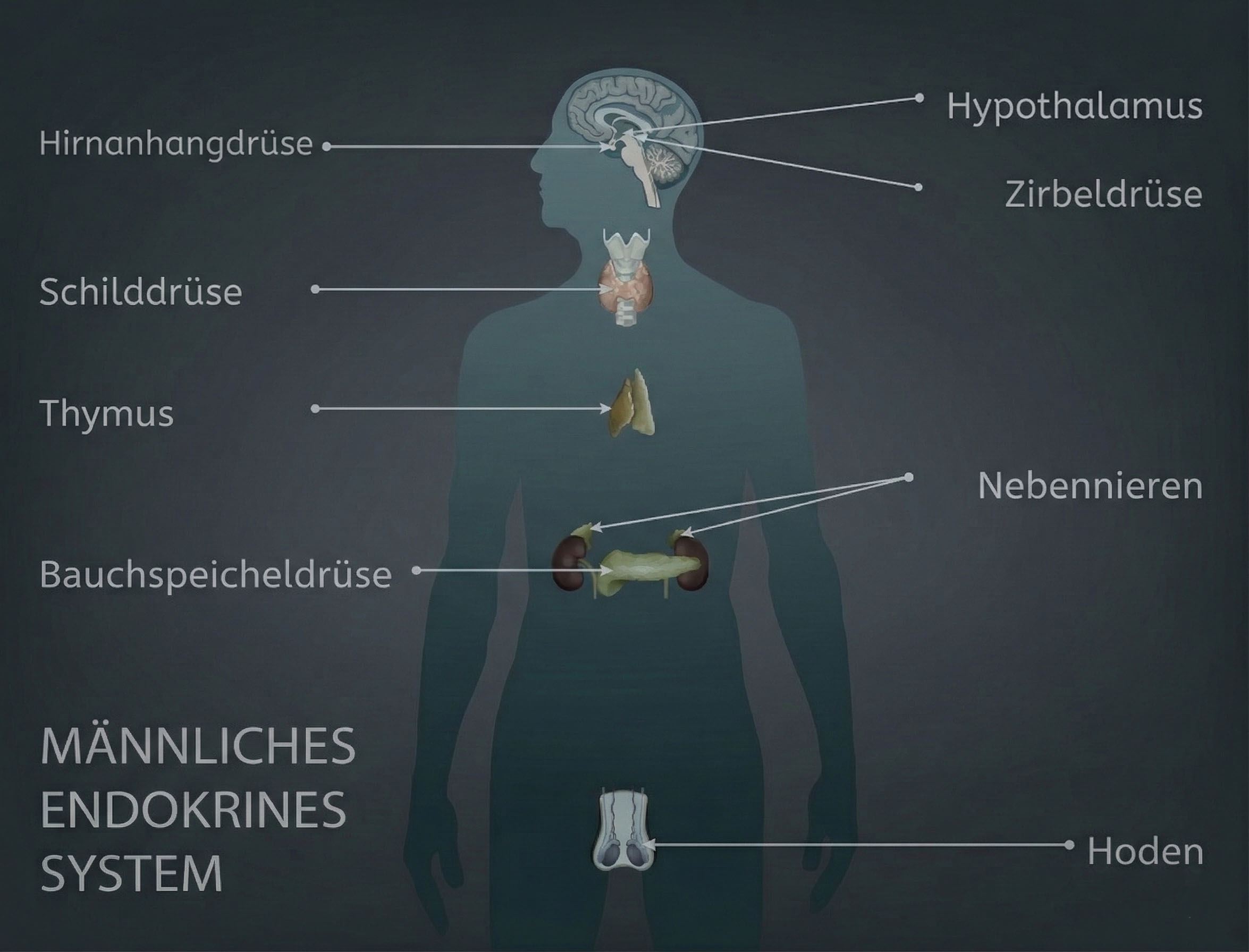 Das menschliche männliche endokrine System