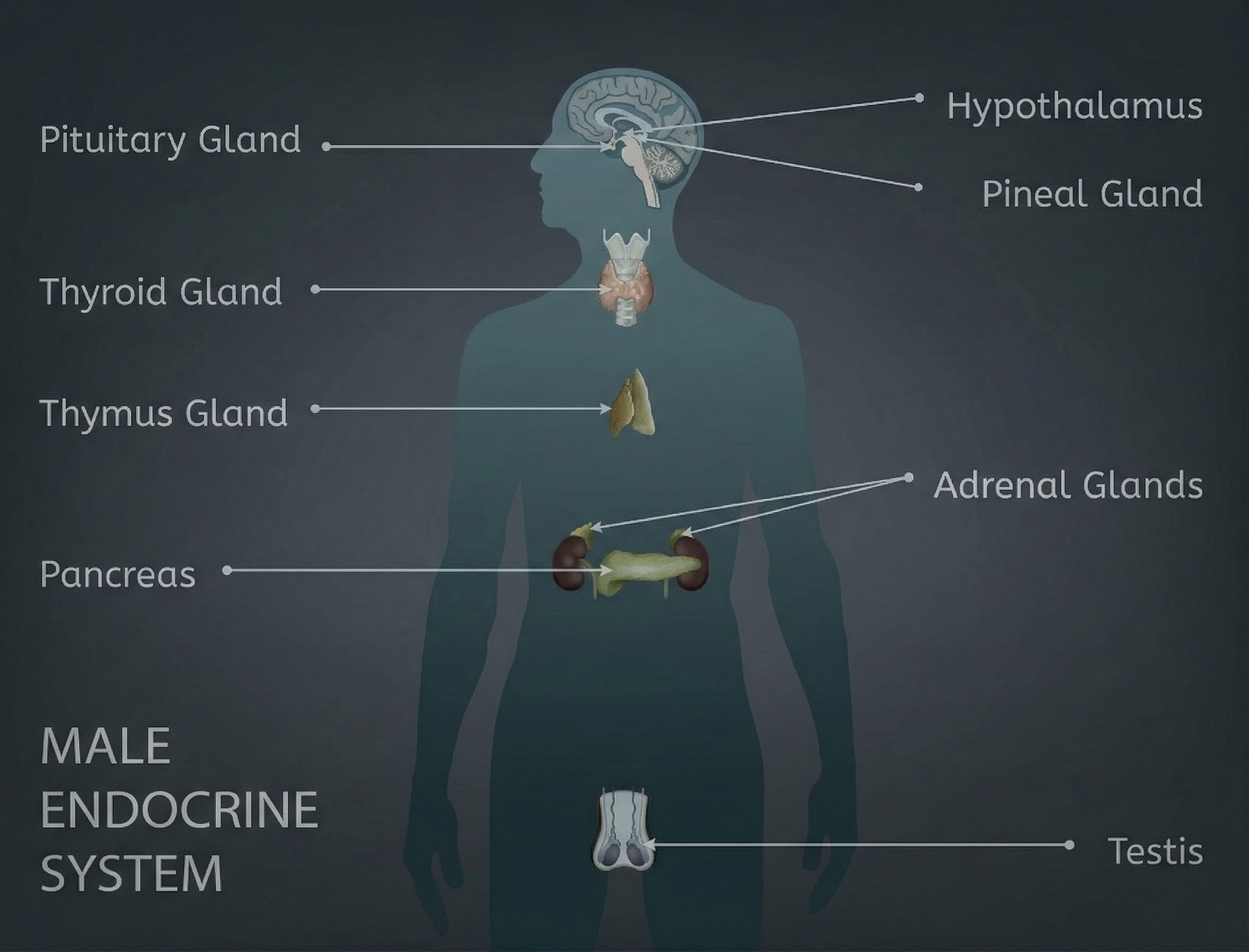 The human male endocrine system