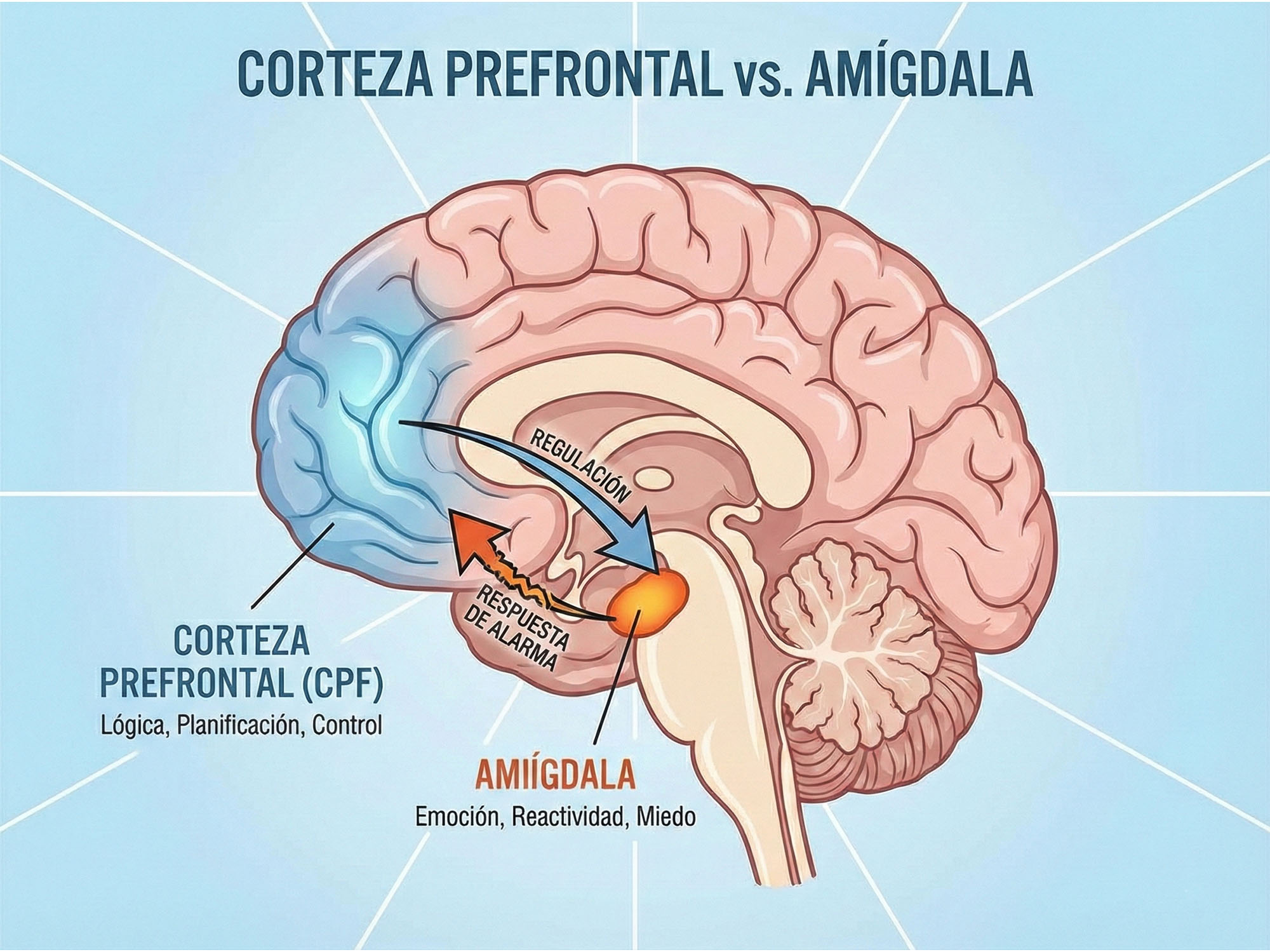 Ilustración de la corteza prefrontal frente a la amígdala