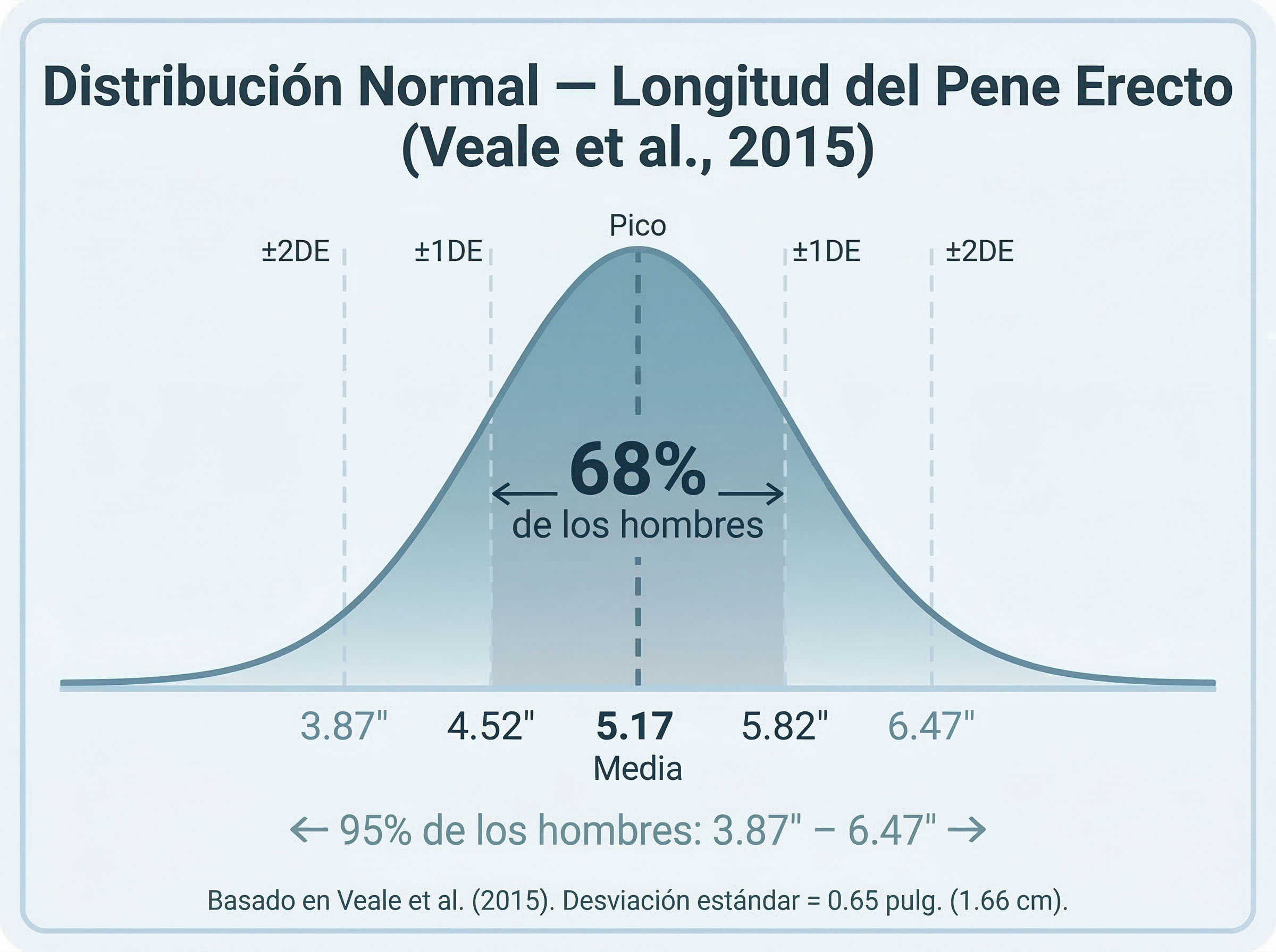 Campana de Gauss: Distribución normal de la longitud del pene erecto.