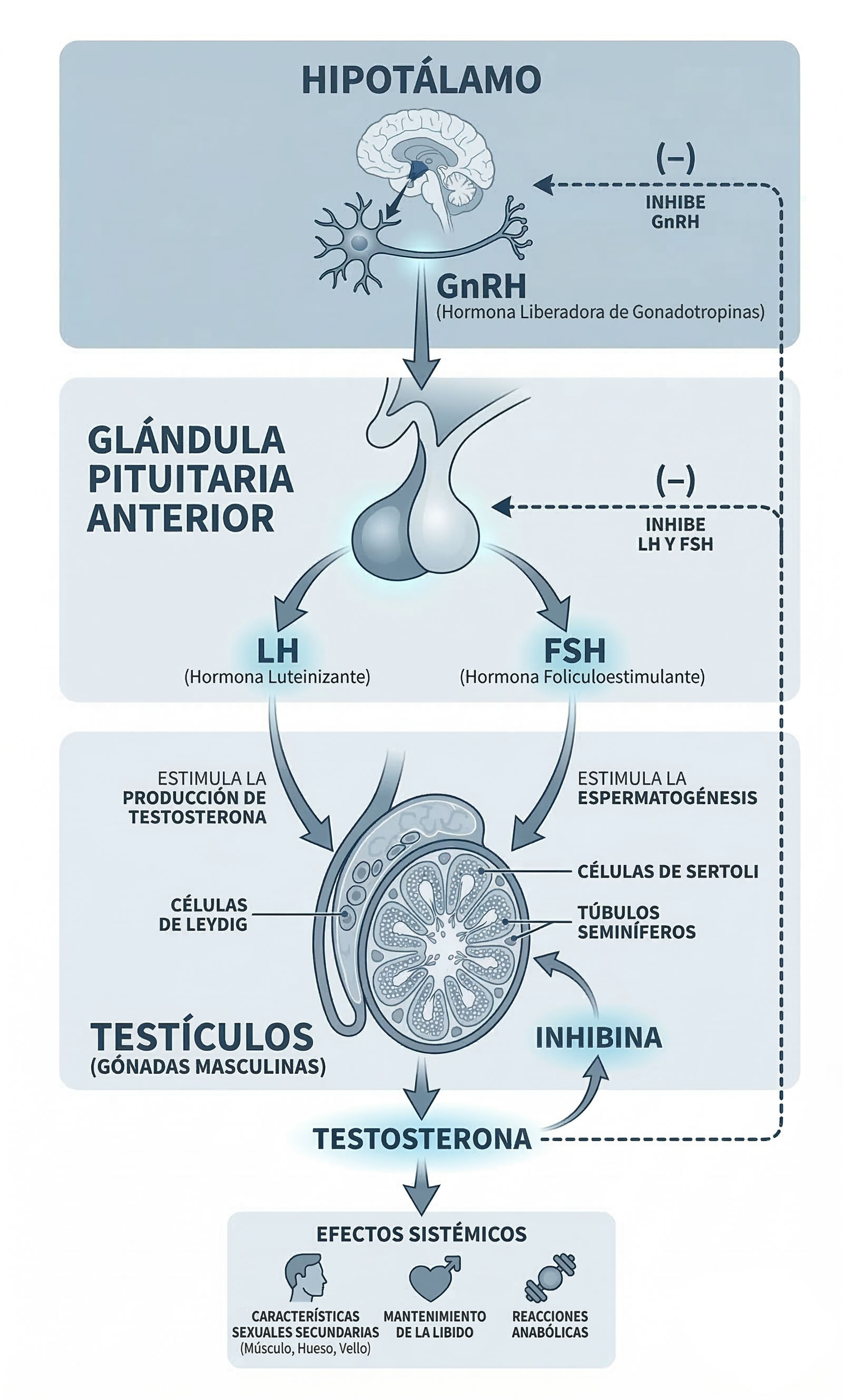 Infografía eje HPG hipotálamo pituitaria testículos cascada hormonal.