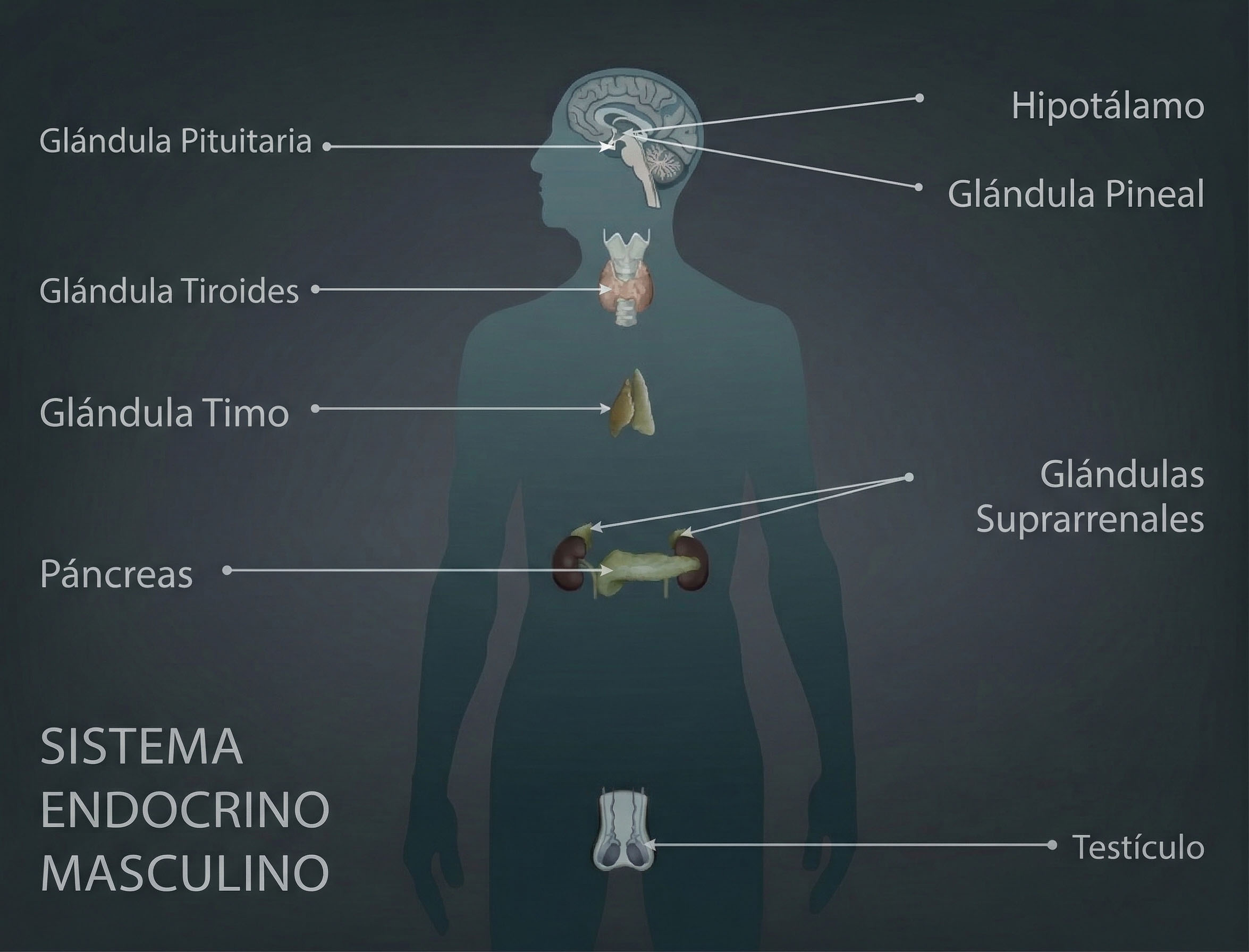 El sistema endocrino masculino humano
