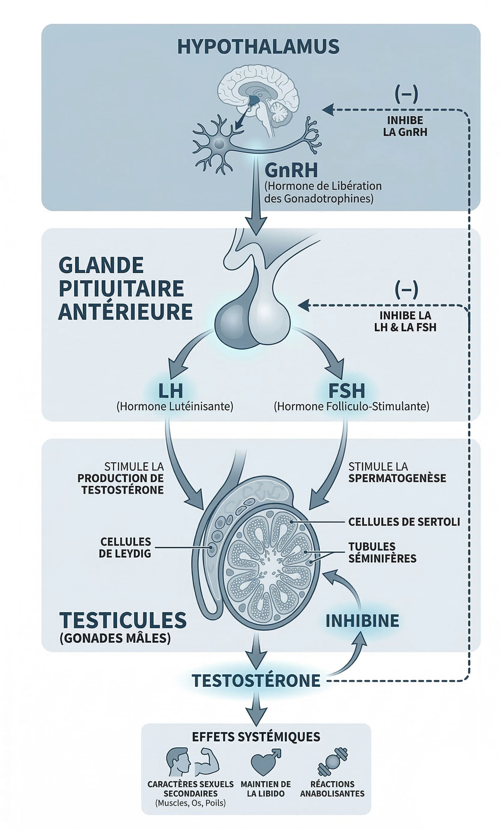 Infographie de l'axe HPG hypothalamus hypophyse testicules cascade hormonale.