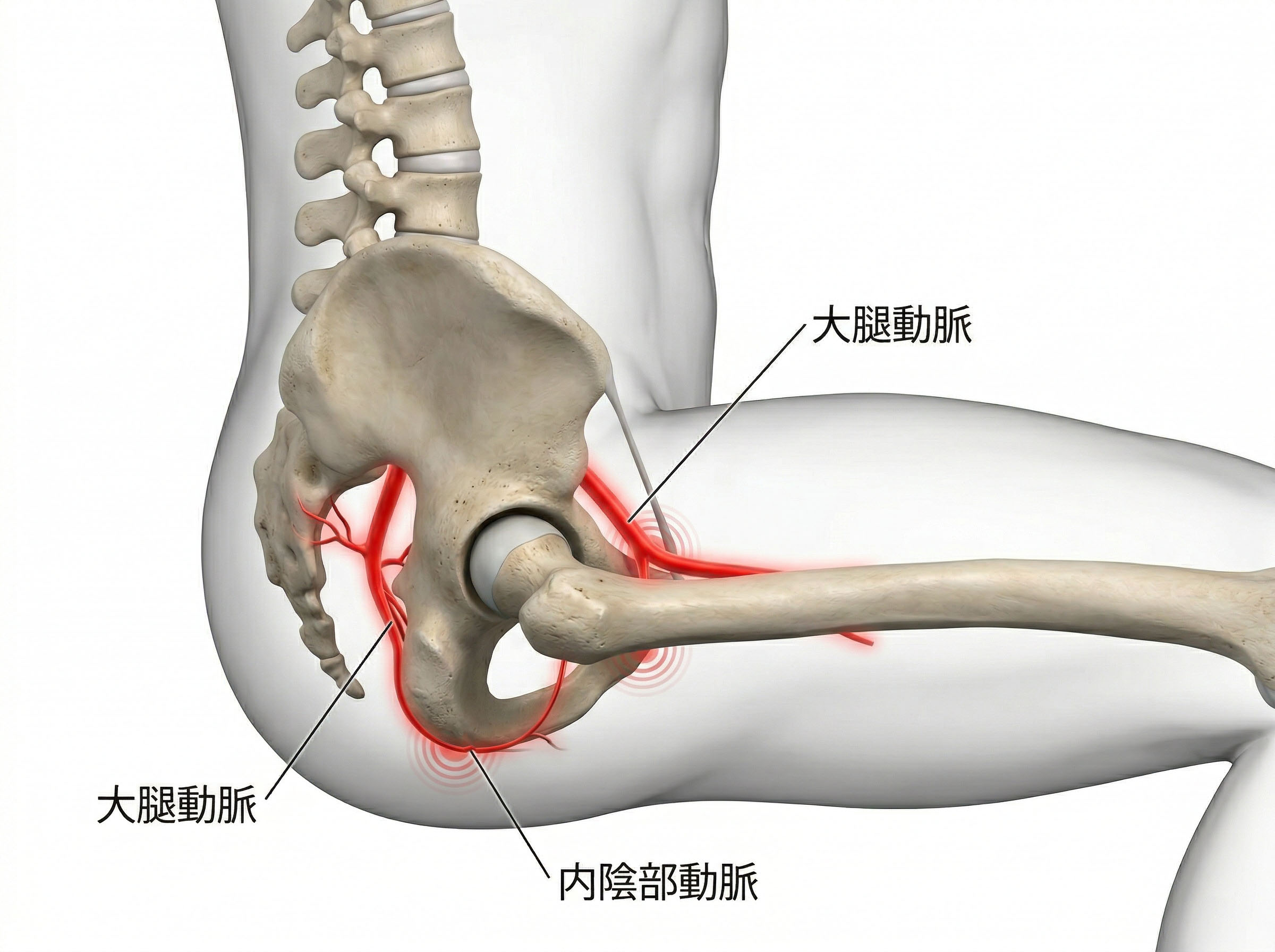長時間の座りっぱなしが骨盤の血管を圧縮し、男性生殖器への循環を低下させる様子を示す図