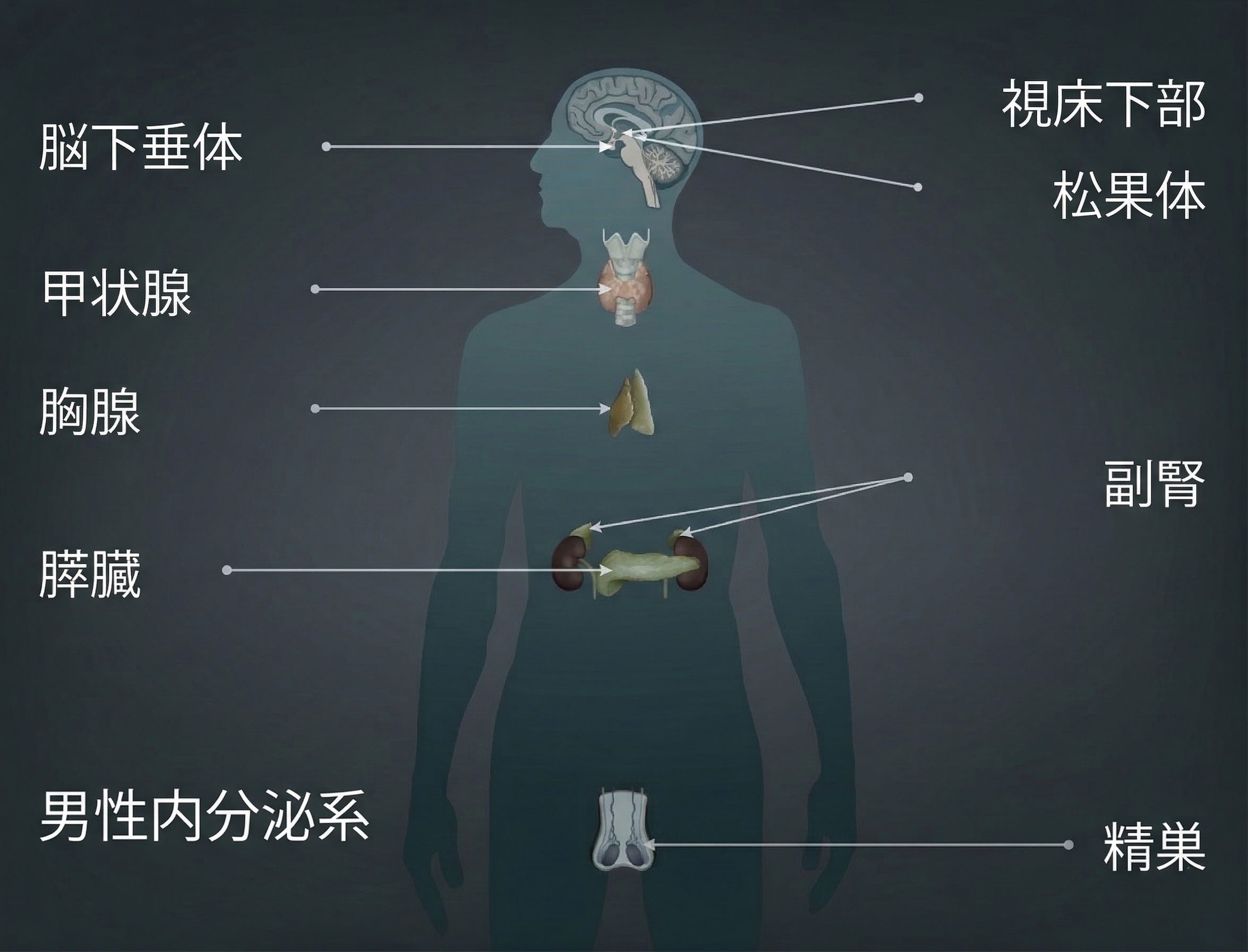 男性の内分泌システム