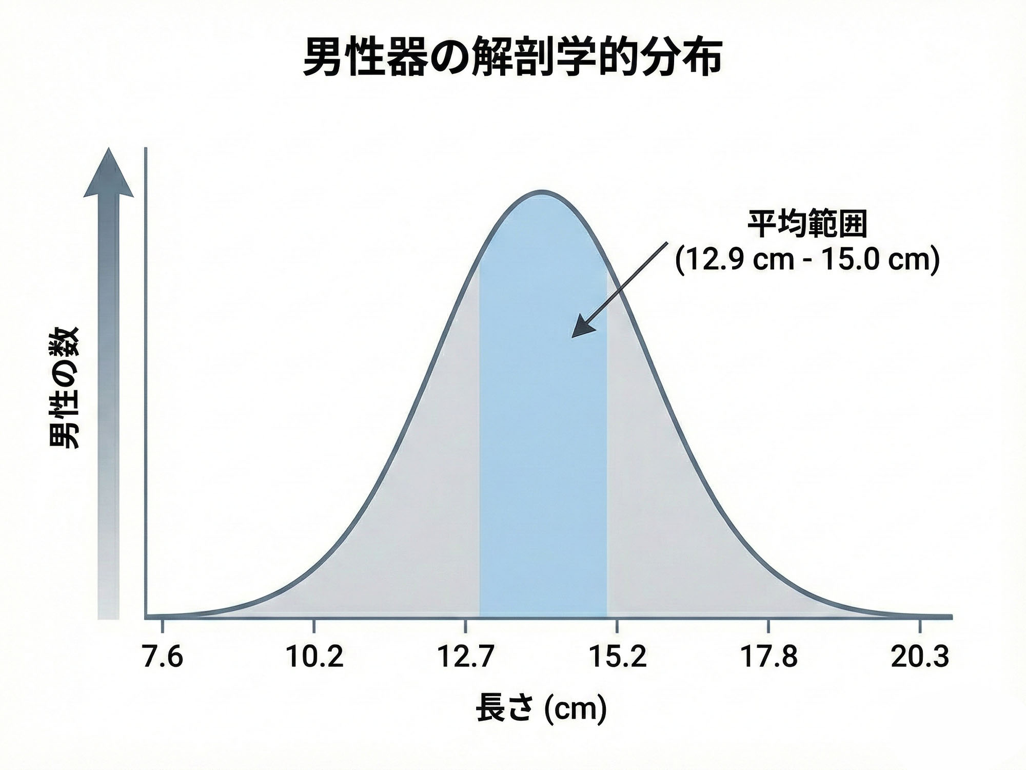 男性性器解剖学の分布を示すベルカーブ図