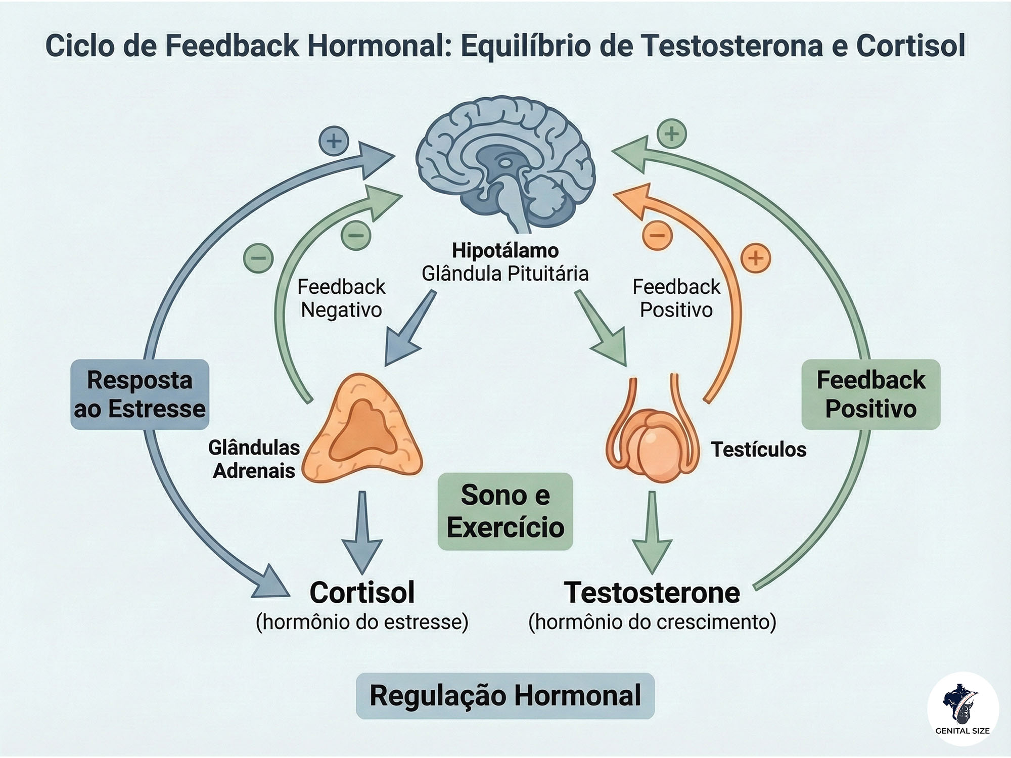 um Ciclo de Feedback Hormonal (focando no equilíbrio Testosterona/Cortisol)