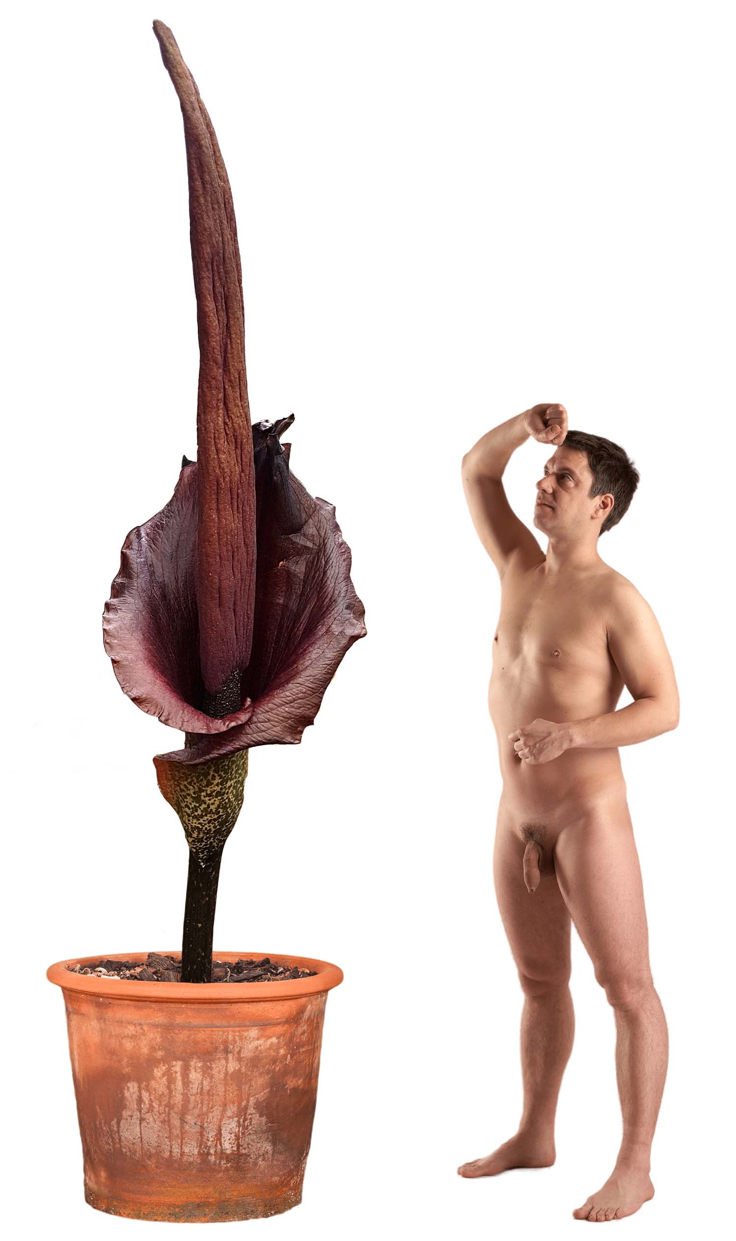 The phallus-like shape of the spadix is a characteristic of many plants in the Amorphophallus genus, which includes the Amorphophallus titanum, also known as the "corpse flower."