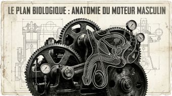 Illustration style plan technique des structures physiologiques masculines.