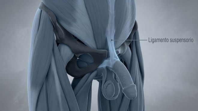 Ilustración médica 3D del ligamento suspensorio masculino y la sínfisis púbica.