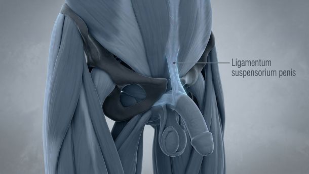 3D-medizinische Illustration des männlichen Suspensoriums und der Schambeinfuge.