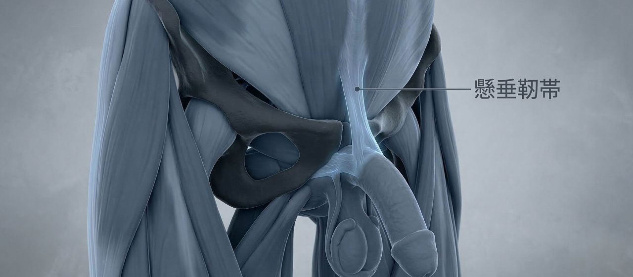 男性の懸垂靭帯と恥骨結合を示す3D医療イラスト。