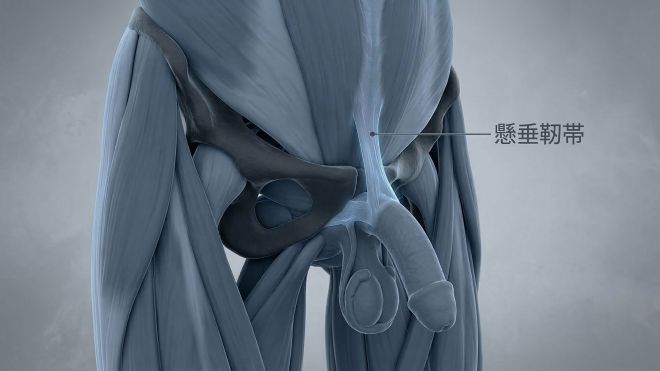 男性の懸垂靭帯と恥骨結合を示す3D医療イラスト。