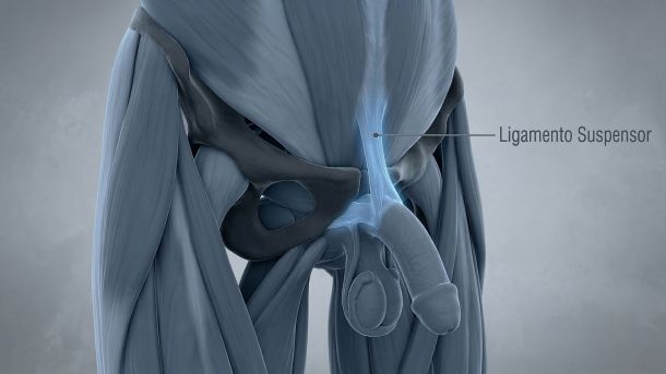 Ilustração médica 3D do ligamento suspensor masculino e da sínfise púbica.