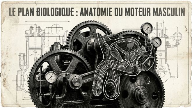 Illustration style plan technique des structures physiologiques masculines.