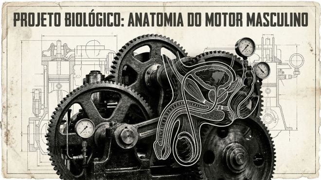 Ilustração estilo blueprint técnico das estruturas fisiológicas masculinas.