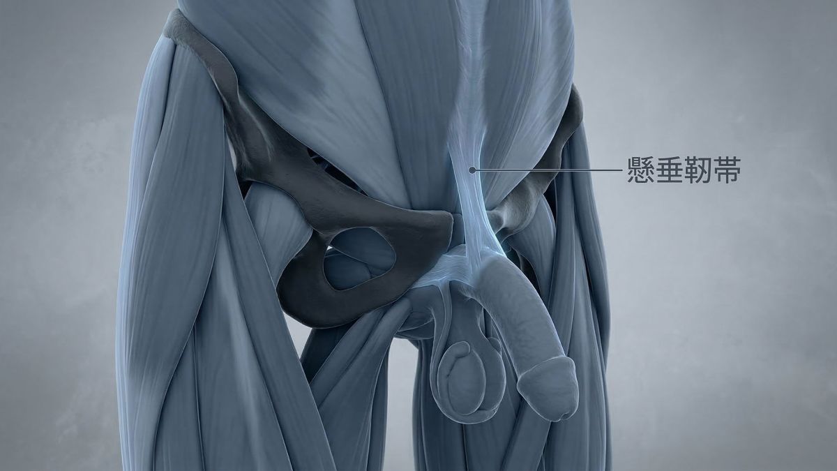 男性の懸垂靭帯と恥骨結合を示す3D医療イラスト。