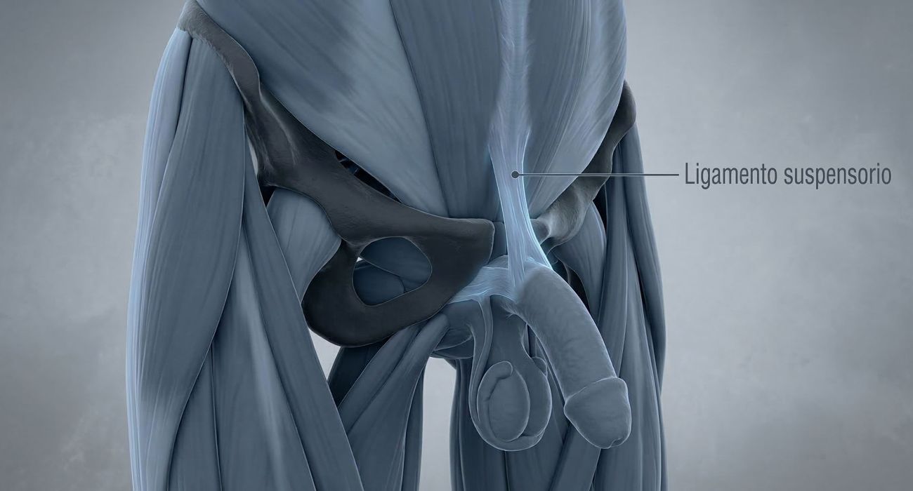 Ilustración médica 3D del ligamento suspensorio masculino y la sínfisis púbica.