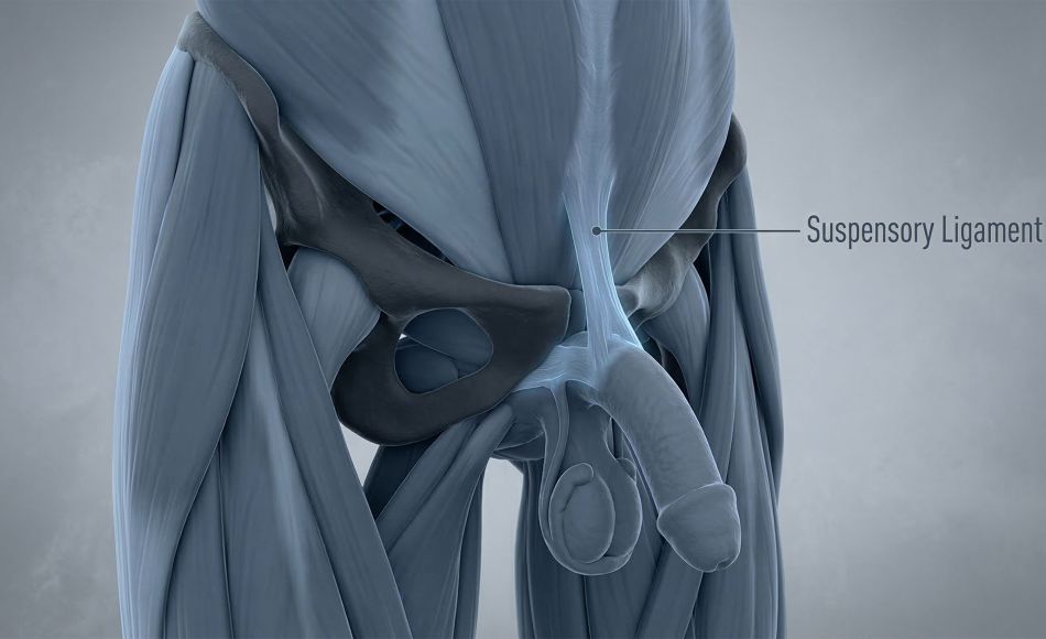 3D medical illustration of the male suspensory ligament and pubic symphysis.