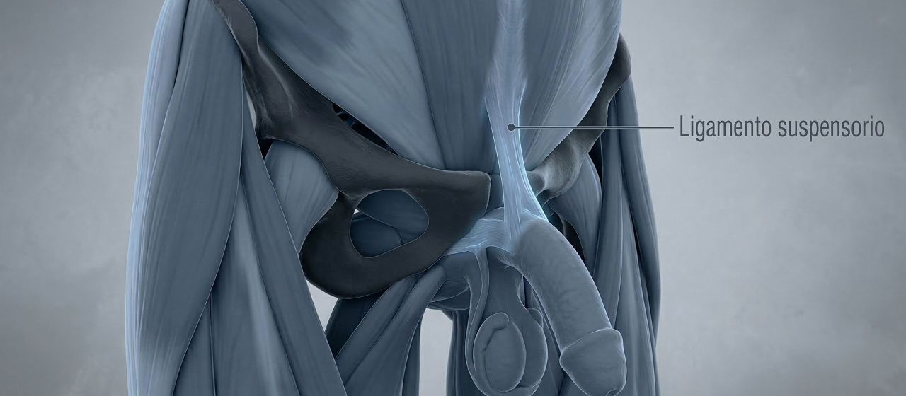 Ilustración médica 3D del ligamento suspensorio masculino y la sínfisis púbica.