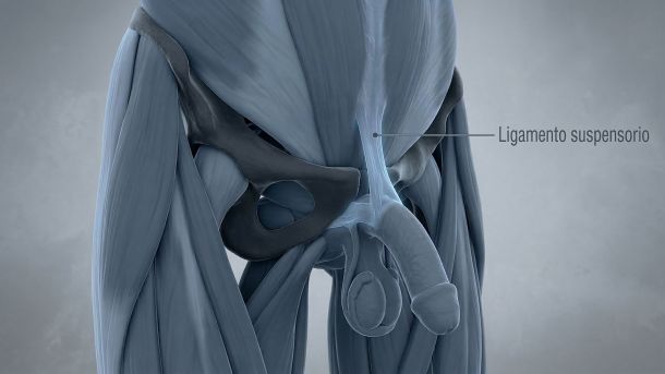 Ilustración médica 3D del ligamento suspensorio masculino y la sínfisis púbica.