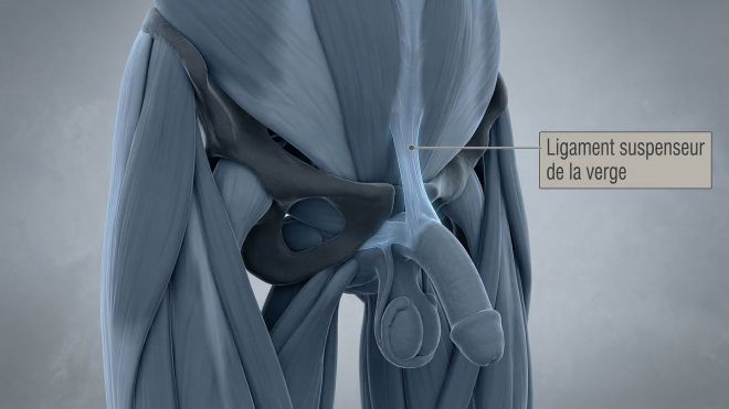 Illustration médicale 3D du ligament suspenseur masculin et de la symphyse pubienne.