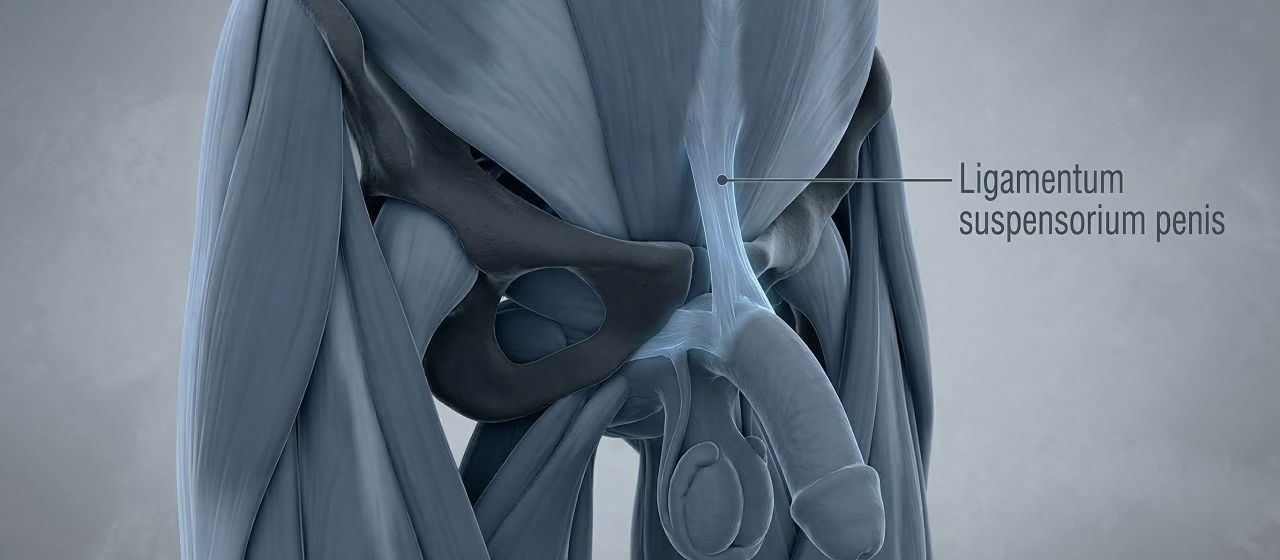 3D-medizinische Illustration des männlichen Suspensoriums und der Schambeinfuge.