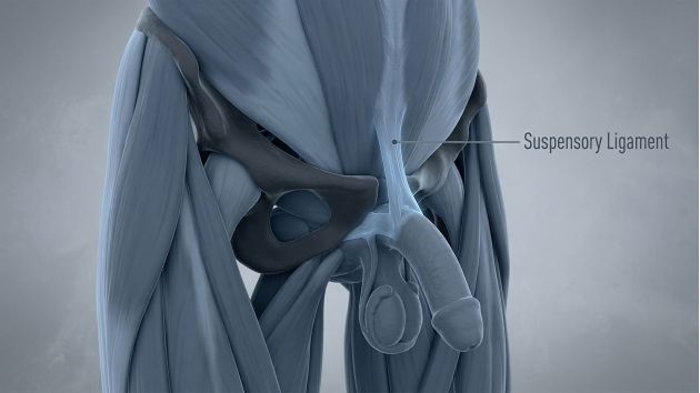 3D medical illustration of the male suspensory ligament and pubic symphysis.