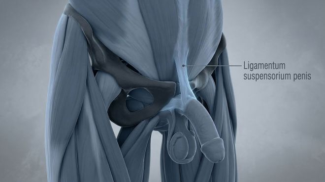3D-medizinische Illustration des männlichen Suspensoriums und der Schambeinfuge.