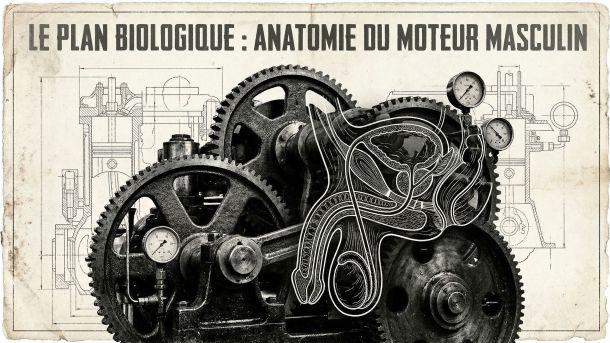 Illustration style plan technique des structures physiologiques masculines.
