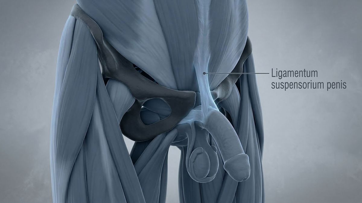 3D-medizinische Illustration des männlichen Suspensoriums und der Schambeinfuge.