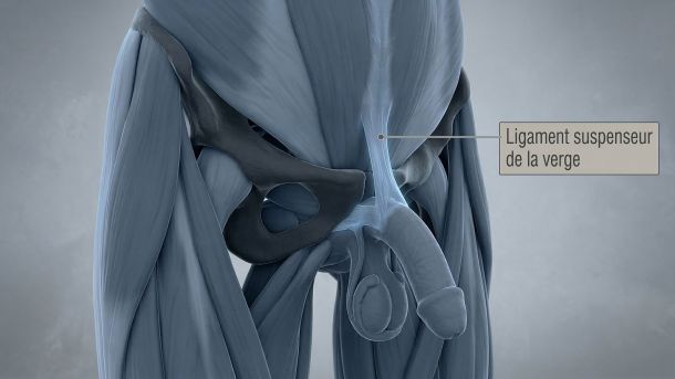 Illustration médicale 3D du ligament suspenseur masculin et de la symphyse pubienne.