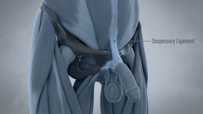 3D medical illustration of the male suspensory ligament and pubic symphysis.