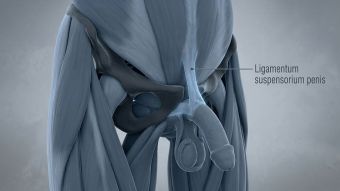 3D-medizinische Illustration des männlichen Suspensoriums und der Schambeinfuge.