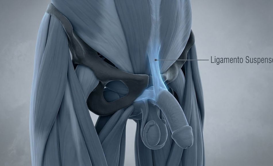 Ilustração médica 3D do ligamento suspensor masculino e da sínfise púbica.