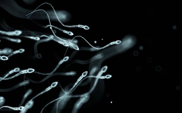 Close up view of sperm cells