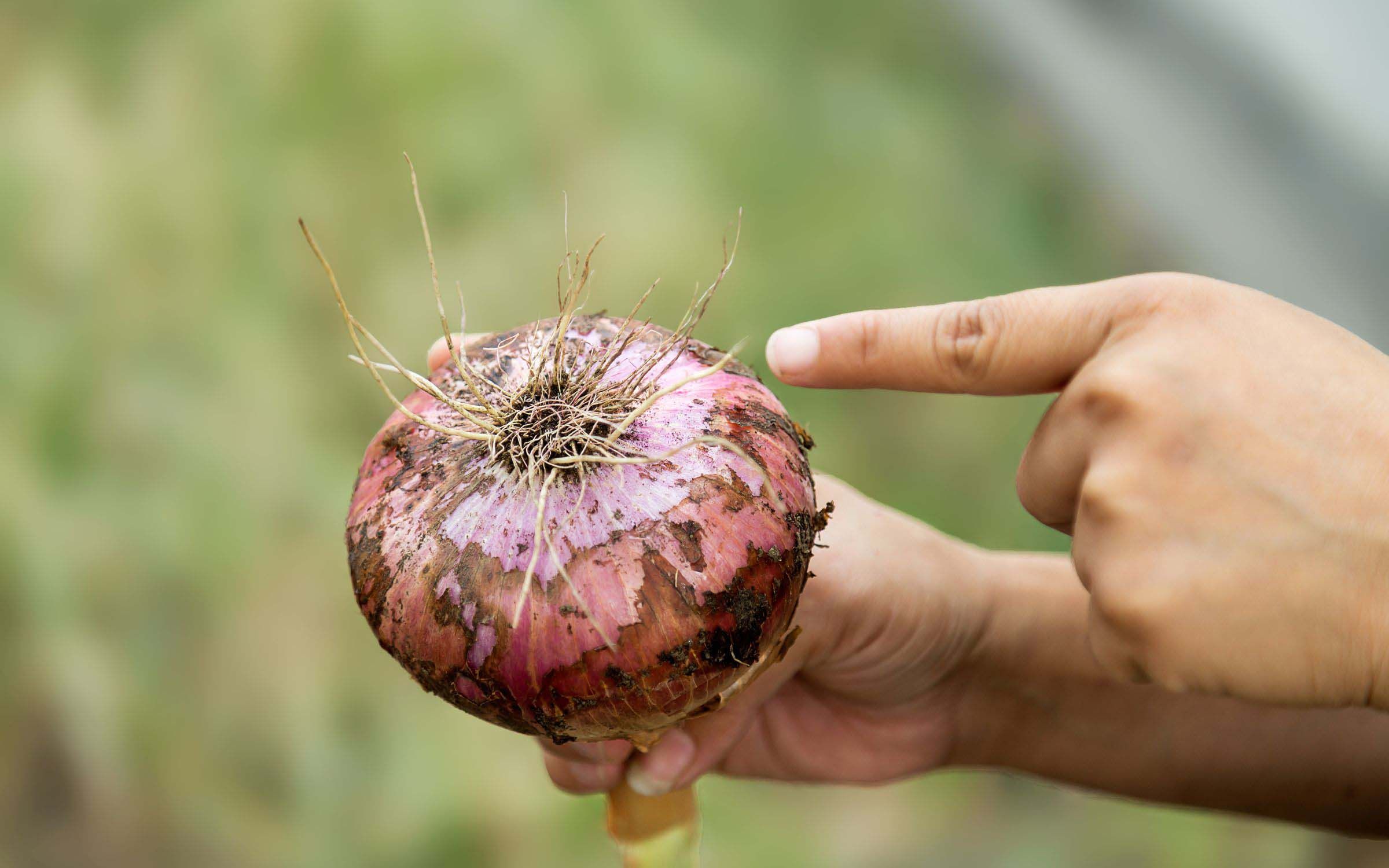 Onions and strong vaginal smell