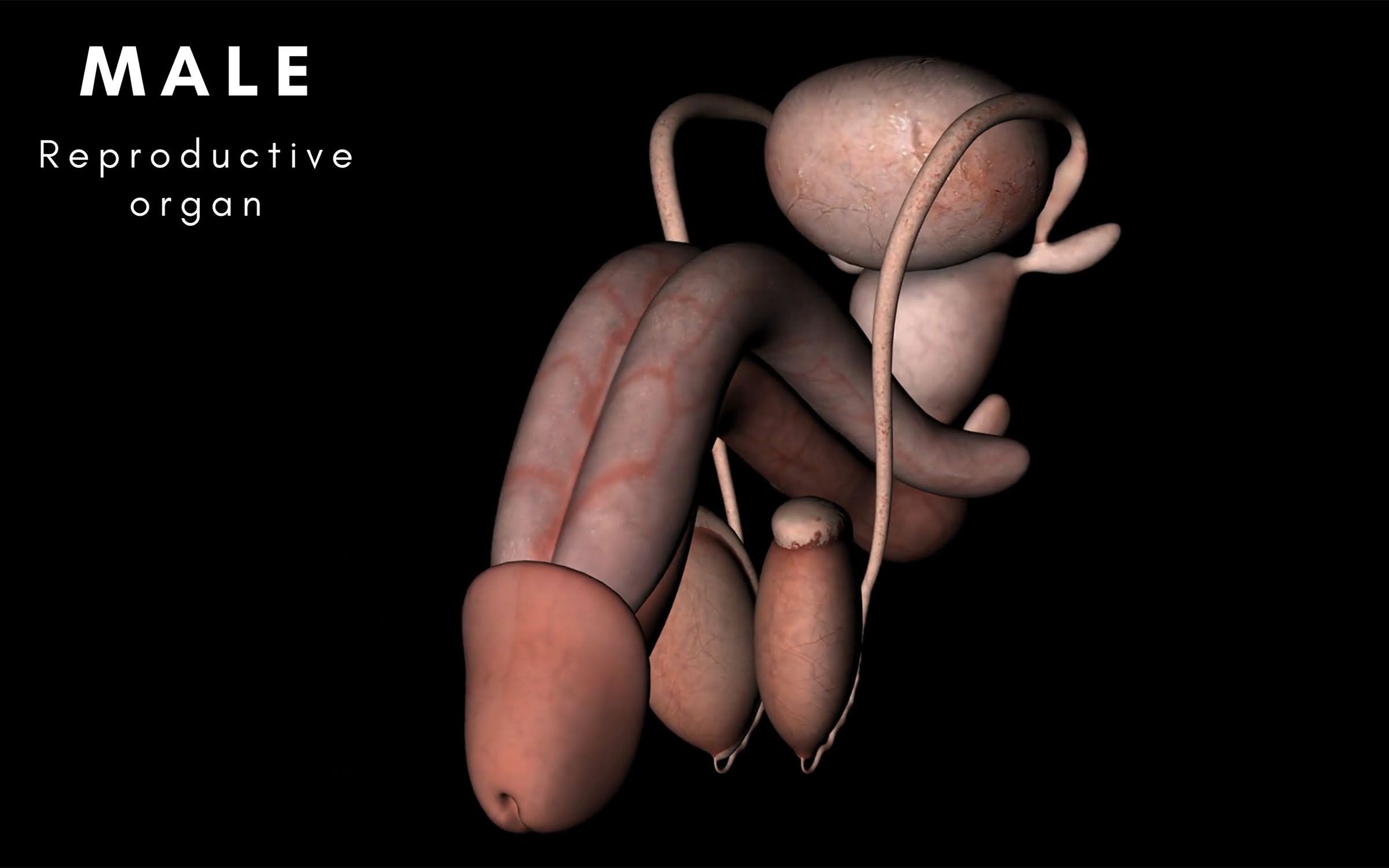 The human reproductive organ