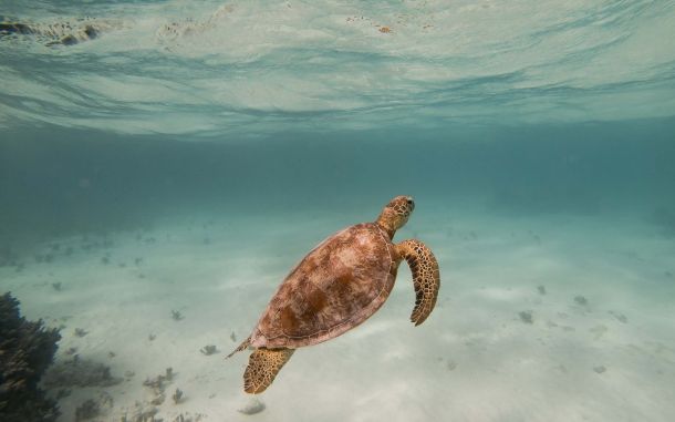 Turtle in clear waters of Vanuatu