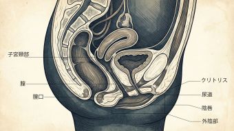 教育目的の女性生殖器系の専門的な解剖図。