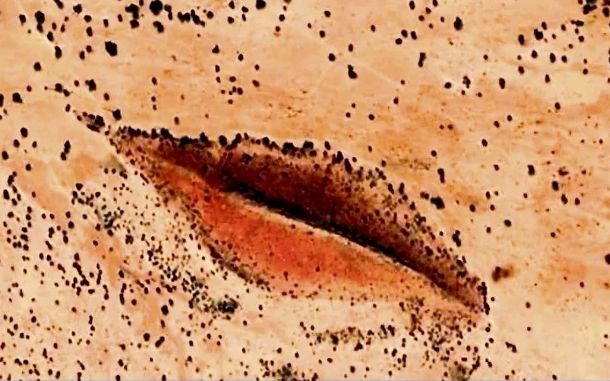 The Luscious Vaginal Lips of Darfur