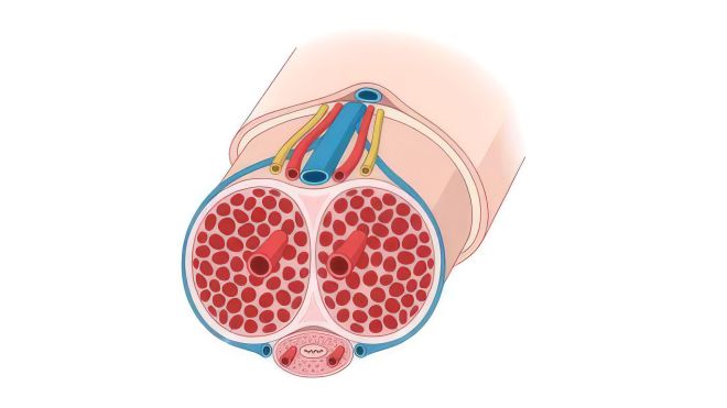 Clinical cross-section of the penis showing corpora cavernosa, corpus spongiosum, urethra, and key blood vessels