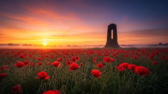 Sunrise over a field of red poppies with a lone memorial silhouette