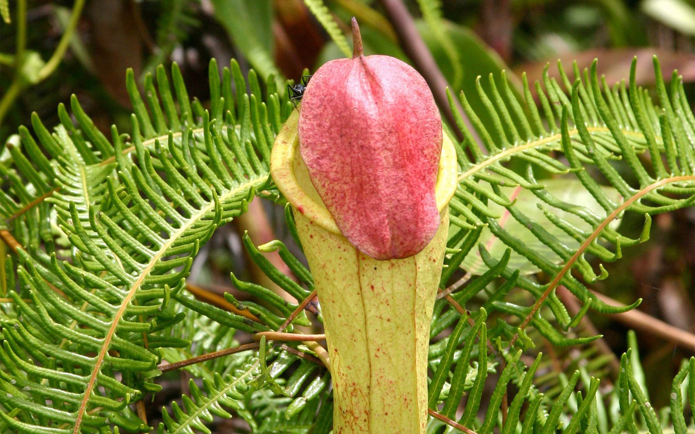 Carnivorous Marvel the Pitcher Penis Plant