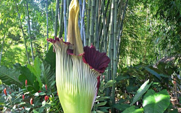 Amorphophallus Gigas Plant or Giant Shapeless Penis Plant